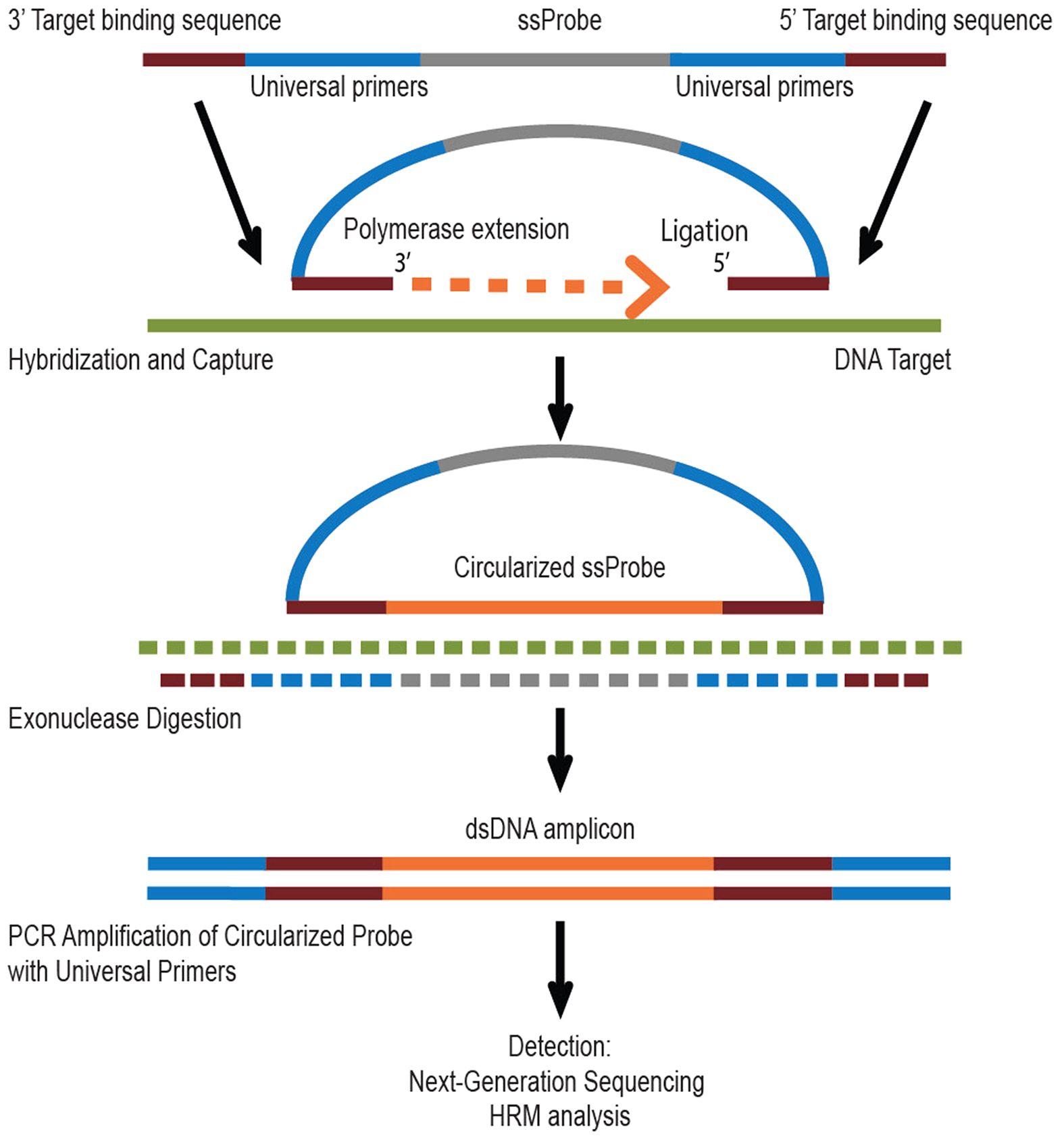 Figure 1: smMIP based target enrichment of specific DNA sequence. Figure taken from Stefan et al. Sci Rep 2016