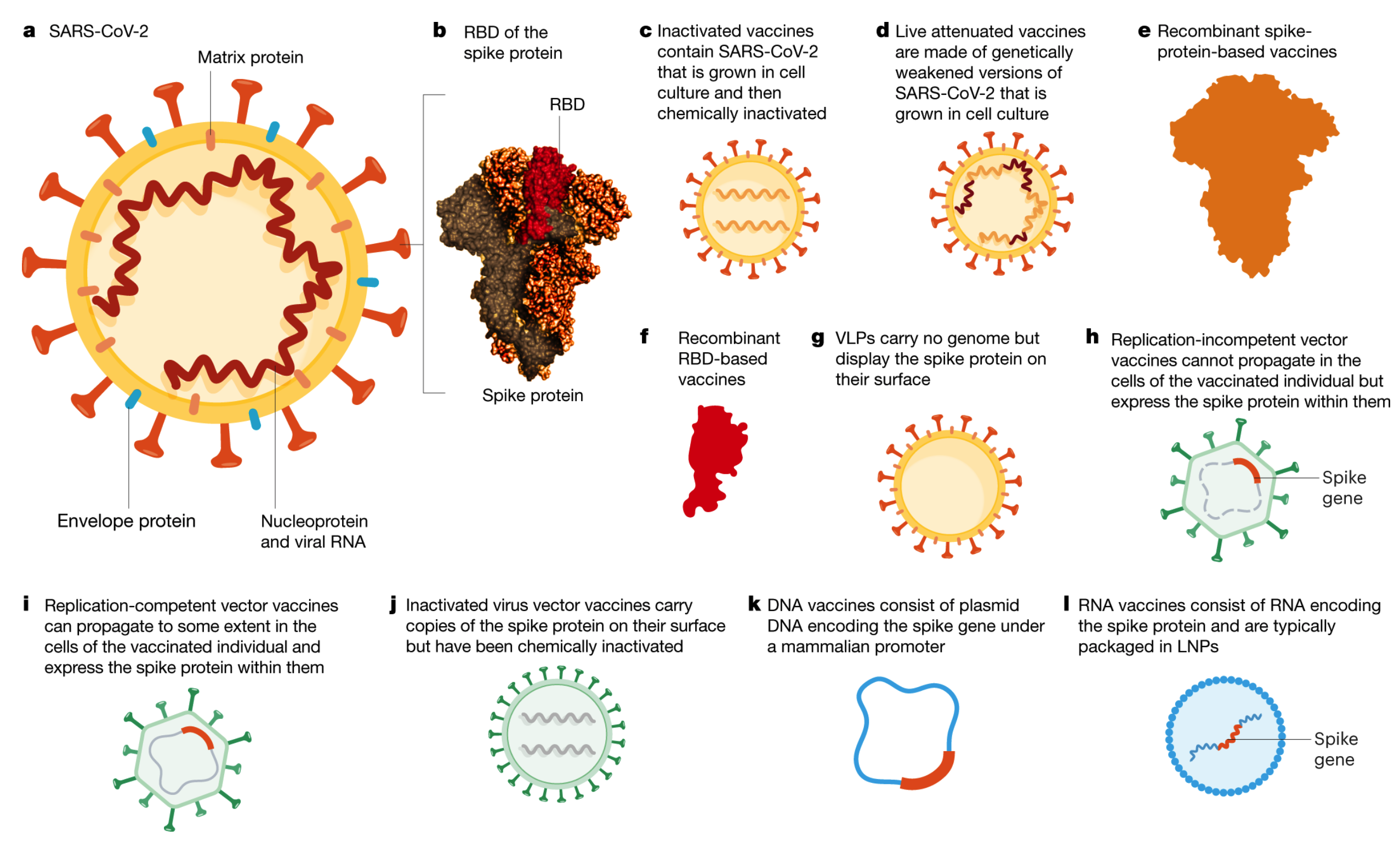 Вирус вакцина 2. Vaccine Development. Vaccines based in RNA Matrix.. Recombinant vaccine. Types of vaccines and what they are used for.